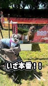 犬生 初めての50m走 #ミニチュアシュナウザー #シュナウザー #子犬 #シュナウザーキングダム #シュナウザーとの日常 #犬のいる生活 #犬動画 #犬 #vlog