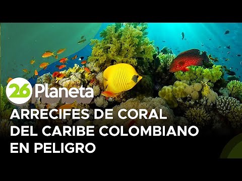 COLOMBIA | Arrecifes de Coral en peligro