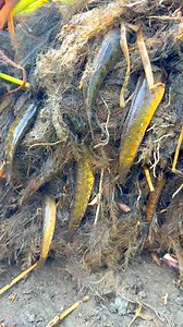 Amazing fish searching video | MR Fishing Life