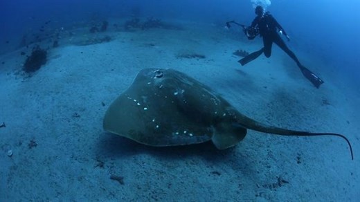 A wildlife first: World’s biggest ocean stingray tagged in the wild