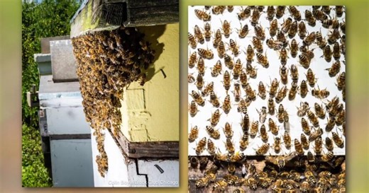 Sweet Beginnings urban beehives helping former prisoners build new lives