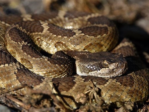 Increased CA Rattlesnake Sightings Prompt Safety Advisory