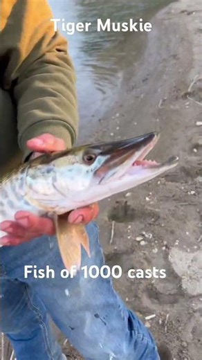 First Tiger Muskie!! #adventure #creek #creekfishing #fishing #lake #river #fyp #angler