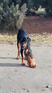 34K views · 326 reactions | "“Please… help me.” The cancer took his leg, but not his will to live. Every painful step tells a story you’ll never forget.   Find out what happened next in the first comment  #RescueStory #HeartwarmingMoments #NeverGiveUp #AnimalRescue #SavedFromTheStreets #PuppyLove #InspiringRescue #DogsDeserveBetter" | Tails of Hope | Facebook