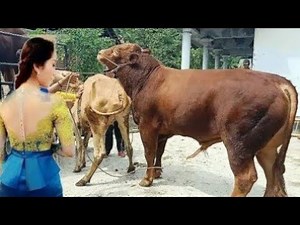 natural animal mating cow bull and buffalo#crossmeeting#hybridmating