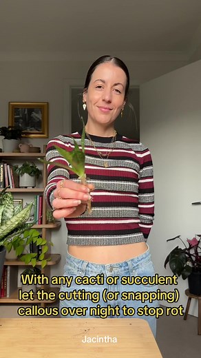 Snake Plant Hydro Root Propagation: Watch My Step-by-Step Guide