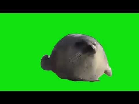 Bouncing Seal Hardstyle Meme Green Screen Chroma Key Template