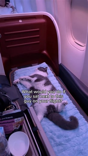 Prince Louie (🦁) & Todd (🐼) | Todd traveling in style from Istanbul to Chicago Louie meanwhile was just sleeping in his carrier Please note that Turkish Airlines’ pet... | Instagram