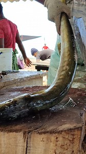 It's a Barracuda fish | Aquafolk