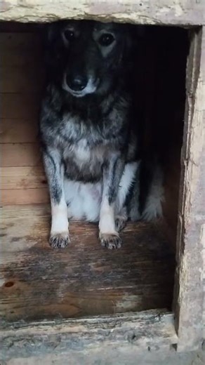 🐾 Toto – ein sanfter Kämpfer mit großem Herzen 🐾