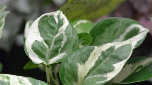 Varied Variegation - Gardening Australia