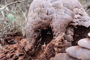 A new way to save the endangered pangolins