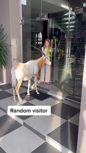 Young Woman Interacts with Antelope at Modern Building