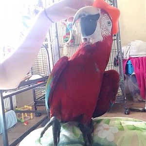 "Hat" | Iago the Macaw