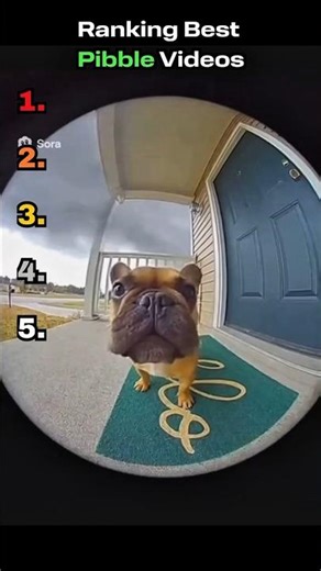 Top 5 Ranking Best Pibble Videos.#pibble #ai #dog #trending #shorts
