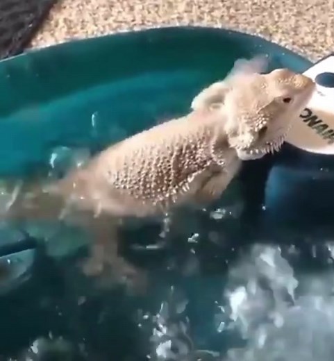 It’s all fun and games until… 💩 #beardeddragon #funnylizards #pet #fyp