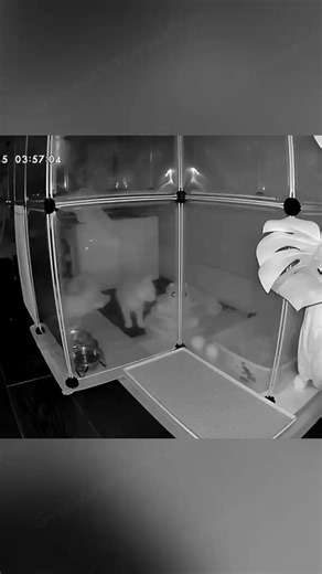 Night two - another all-night kitten rager!🤘🏻 | Rachael Rae Robertson