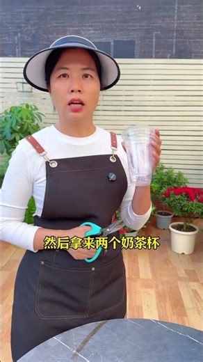 Propagating Podocarpus macrophyllus by cuttings in winter: Use this method! #GardeningTips #Plant...