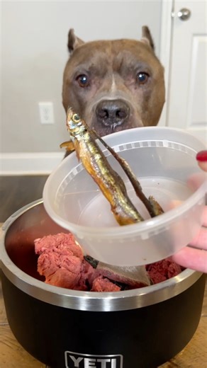 My Dogs Dope on Reels