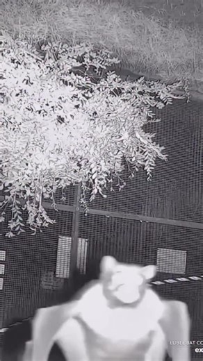 "It puts the nectar in the feeder or it gets the hose again" I love ba... | Wildlife