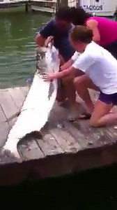 48K views · 59 reactions | Omg | Wtf Videos | Facebook