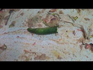 How To Make a Subway Sandwich (FUNNY)