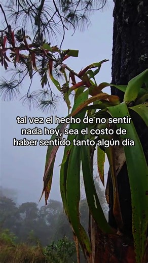 Es así,me siento vacía y quizás sea por haber entregado mi vida al aotro,el día a día,era como q cedí el control de mi vida a otros ,ahora se acabó de mi vida dispongo yo,pero muchas veces siento ese vacío.#Reflexiones #100kviews #popular #fyp #paratiiiiiiiiiiiiiiiiiiiiiiiiiiiiiiiiiiiiiiiiiii