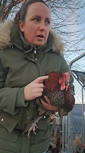 So unfortunately my rooster has frostbite on his feet and we will have to cull. I will say I feel terrible being a pet owner. 💔 It's my responsibility to protect them but with zero others out of 100 chickens having frostbite Im not sure why my blue copper maran does 😭 | BreeAna Lee