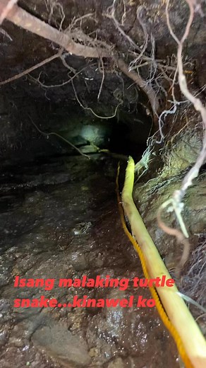 680K views · 3.1K reactions | Isang malaking turtle snake Ang kinawel ko | Kasiman Hunter | Facebook