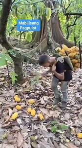 495K views · 1.5K reactions | #cacao #tips #ideas #cacaofruit #farmlife #farming | Sun Gie | Facebook