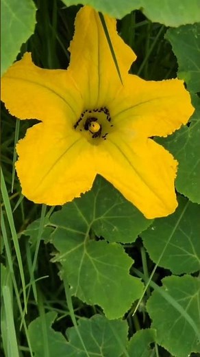 How does pollination occur? 🌸🐝 #plants #agriculture #garden