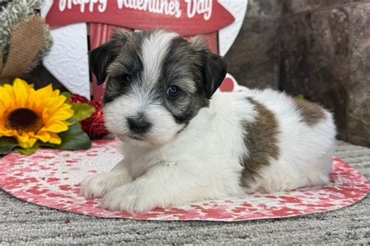 Garfield - Havanese Puppy EF3C09