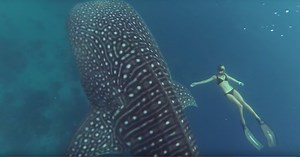 You can’t miss this amazing footage of a diver swimming in harmony with a giant whale shark