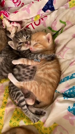 𝐜𝐚𝐭𝐧𝐢𝐩 𝐝𝐞𝐚𝐥𝐞𝐫 | me n who | Instagram