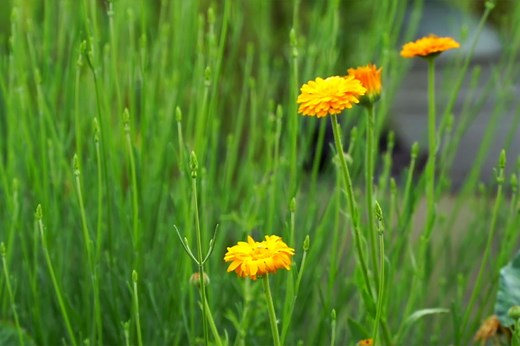 Cultiver le souci : une fleur comestible aux multiples vertus