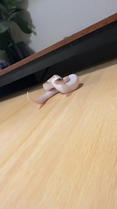 7.2K views · 312 reactions | So angry #ballpython #ballpythons #ballpythonmorphs #royalpython #ballpythonsofinstagram #python #pythons #snake #snakes #snek #reptile #reptiles #reptilesofinstagram #reptilelover #reptilekeeper #pet #pets #daily #instagram #tiktok #reels #cute #fun #happy #ballpythonsoftiktok #boise #idaho | Black Lake Reptiles | Facebook