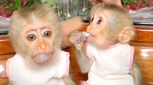 232K views · 2.2K reactions | So Pretty Princes Maya Wear New Dress All The Time, Adorable Baby Monkey Maya Sit Eating Wild Fruit | Monkey Free | Facebook