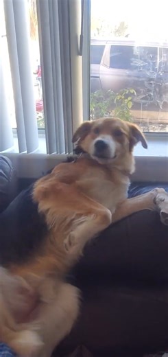 Finnegan Living La Vida Doggy #DogLife #CuteDog