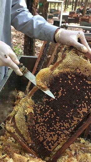 Uncapping Honeycomb / Fresh Hive Honey Harvest 🍯🐝 #shorts