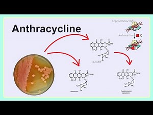 anthracycline