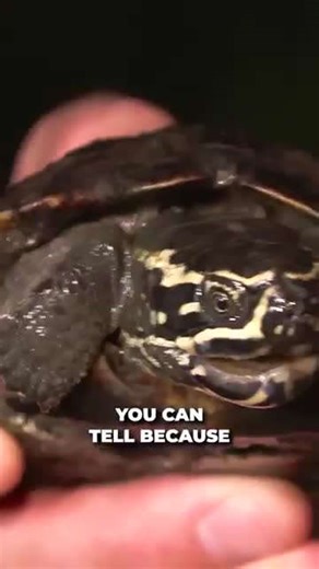 Sewer Turtle Rescue: Covered in Leeches