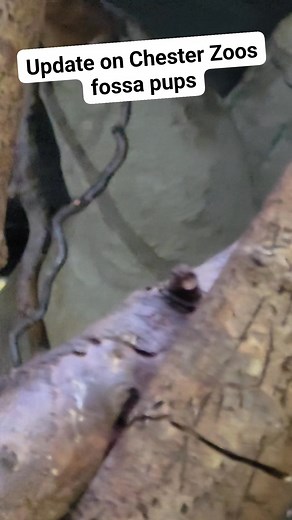 Update on the cute fossa pups what was born at Chester Zoo . This is tje firet time Chester zoo have bred there fossa and mum and pups are doing great. #ChesterZoo #fossa #fossapups #ChesterZoo #ChesterZooanimals ##conservationcontent ##wildlifecreators #zoolovers #jpspetnation #fossas | JPs Pet Nation