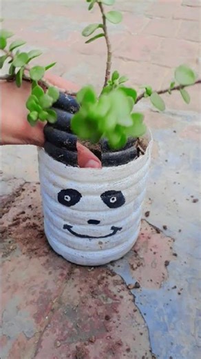 Jade plant repotting 👍 #plants #jadeplant #garden #gardeningtips #flowers #diy #ytshorts #yt #shorts