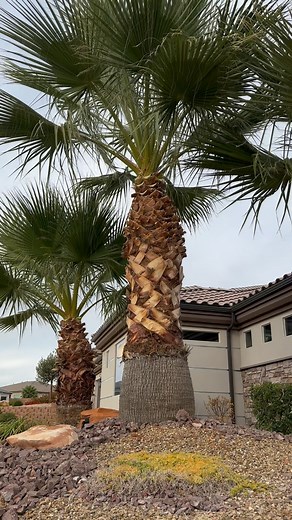 4 palms getting a trim! #ut #palms #saintgeorge #fyp #foryoupage #utah #palm #palmtrees #palmtree #palms | Perfection Palms | Facebook