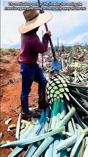 ​Harvesting the Agave Piña Heart for Tequila Production.
