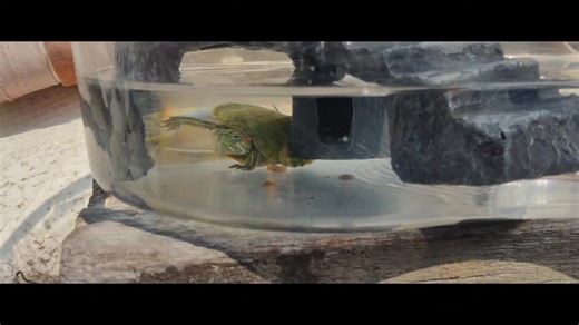 Baby Brazilian turtles #TRP_turtle