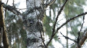 Male Hazel grouse, Tetrastes bonasia perched and jumping to another branch in Estonian forest. Stock Video