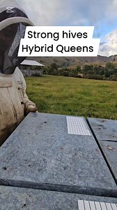 Adding an empty honey super. Checking diseases. Honey flow north island 2025 HYBRID QUEENS are tested for brood rearing and honey production; most honey's stored in the supers, and the brood boxes are packed with brood to keep the hive strong until the honey flow ends. #fbreels23 #fbreelsvideo #filipinobeekeeper #superstronghive #BeekeepingJourney #beekeepingnewzealand #beekeepingtips #manukaflower #beekeepersofinstagram #honey Part 1 | Beekeeping Journey