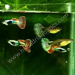 Chili Mosaic Dumbo Big Ear Guppy Pair - Buy Aquarium Plants and Aquarium Fishes Online