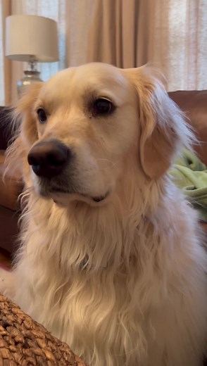 Rosie no wants to talk about her poops. 🙄RudeRosie | Along Came Polly, Rosie and Bubba